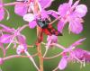 Zygaena transalpina